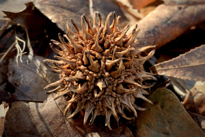 Sweet Gum Seed